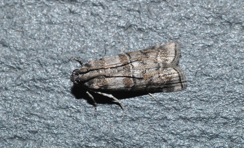 Determinazione - Phycita pedisignella (Cfr.), Pyralidae